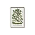 Picture of Hardy Magnolia Tree Lithograph _GroupedProduct_Rectangle_Portrait_Canvas_Framed_