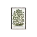Picture of Hardy Magnolia Tree Lithograph _GroupedProduct_Rectangle_Portrait_Canvas_Framed_