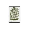 Picture of Hardy Magnolia Tree Lithograph _GroupedProduct_Rectangle_Portrait_Canvas_Framed_