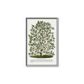 Picture of Hardy Magnolia Tree Lithograph _GroupedProduct_Rectangle_Portrait_Canvas_Framed_