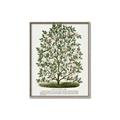 Picture of Hardy Magnolia Tree Lithograph _GroupedProduct_Rectangle_Portrait_Canvas_Framed_