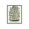 Picture of Hardy Magnolia Tree Lithograph _GroupedProduct_Rectangle_Portrait_Canvas_Framed_