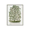 Picture of Hardy Magnolia Tree Lithograph _GroupedProduct_Rectangle_Portrait_Canvas_Framed_
