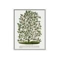 Picture of Hardy Magnolia Tree Lithograph _GroupedProduct_Rectangle_Portrait_Canvas_Framed_