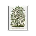 Picture of Hardy Magnolia Tree Lithograph _GroupedProduct_Rectangle_Portrait_Canvas_Framed_