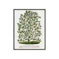 Picture of Hardy Magnolia Tree Lithograph _GroupedProduct_Rectangle_Portrait_Canvas_Framed_