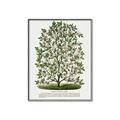 Picture of Hardy Magnolia Tree Lithograph _GroupedProduct_Rectangle_Portrait_Canvas_Framed_