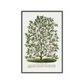 Picture of Hardy Magnolia Tree Lithograph _GroupedProduct_Rectangle_Portrait_Canvas_Framed_