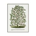 Picture of Hardy Magnolia Tree Lithograph _GroupedProduct_Rectangle_Portrait_Canvas_Framed_