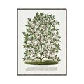 Picture of Hardy Magnolia Tree Lithograph _GroupedProduct_Rectangle_Portrait_Canvas_Framed_