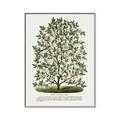 Picture of Hardy Magnolia Tree Lithograph _GroupedProduct_Rectangle_Portrait_Canvas_Framed_
