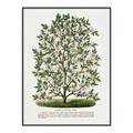 Picture of Hardy Magnolia Tree Lithograph _GroupedProduct_Rectangle_Portrait_Canvas_Framed_
