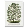 Picture of Hardy Magnolia Tree Lithograph _GroupedProduct_Rectangle_Portrait_Canvas_Framed_
