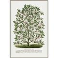 Picture of Hardy Magnolia Tree Lithograph _GroupedProduct_Rectangle_Portrait_Canvas_Framed_