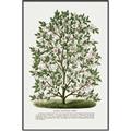 Picture of Hardy Magnolia Tree Lithograph _GroupedProduct_Rectangle_Portrait_Canvas_Framed_