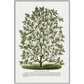 Picture of Hardy Magnolia Tree Lithograph _GroupedProduct_Rectangle_Portrait_Canvas_Framed_
