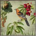 Picture of Tangerine Vintage Bird _GroupedProduct_Square_Canvas_Framed_
