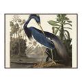 Picture of Vintage Heron Bird _GroupedProduct_Rectangle_Landscape_Canvas_Framed_