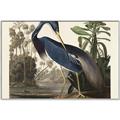 Picture of Vintage Heron Bird _GroupedProduct_Rectangle_Landscape_Canvas_Framed_