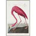 Picture of Vintage Pink Flamingo _GroupedProduct_Rectangle_Portrait_Canvas_Framed_