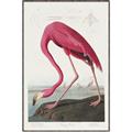 Picture of Vintage Pink Flamingo _GroupedProduct_Rectangle_Portrait_Canvas_Framed_