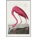 Picture of Vintage Pink Flamingo _GroupedProduct_Rectangle_Portrait_Canvas_Framed_