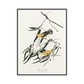 Picture of Two Yellow Warbler Birds _GroupedProduct_Rectangle_Portrait_Canvas_Framed_