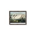 Picture of Vintage Floating White Swan _GroupedProduct_Rectangle_Landscape_Canvas_Framed_