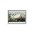 Picture of Vintage Floating White Swan _GroupedProduct_Rectangle_Landscape_Canvas_Framed_