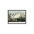 Picture of Vintage Floating White Swan _GroupedProduct_Rectangle_Landscape_Canvas_Framed_