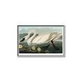 Picture of Vintage Floating White Swan _GroupedProduct_Rectangle_Landscape_Canvas_Framed_