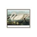 Picture of Vintage Floating White Swan _GroupedProduct_Rectangle_Landscape_Canvas_Framed_