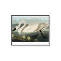 Picture of Vintage Floating White Swan _GroupedProduct_Rectangle_Landscape_Canvas_Framed_