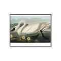 Picture of Vintage Floating White Swan _GroupedProduct_Rectangle_Landscape_Canvas_Framed_