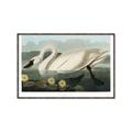 Picture of Vintage Floating White Swan _GroupedProduct_Rectangle_Landscape_Canvas_Framed_