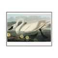 Picture of Vintage Floating White Swan _GroupedProduct_Rectangle_Landscape_Canvas_Framed_