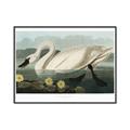 Picture of Vintage Floating White Swan _GroupedProduct_Rectangle_Landscape_Canvas_Framed_