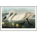 Picture of Vintage Floating White Swan _GroupedProduct_Rectangle_Landscape_Canvas_Framed_