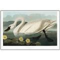 Picture of Vintage Floating White Swan _GroupedProduct_Rectangle_Landscape_Canvas_Framed_