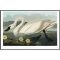 Picture of Vintage Floating White Swan _GroupedProduct_Rectangle_Landscape_Canvas_Framed_