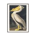 Picture of Vintage White Pelican _GroupedProduct_Rectangle_Portrait_Canvas_Framed_