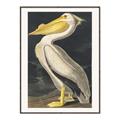 Picture of Vintage White Pelican _GroupedProduct_Rectangle_Portrait_Canvas_Framed_