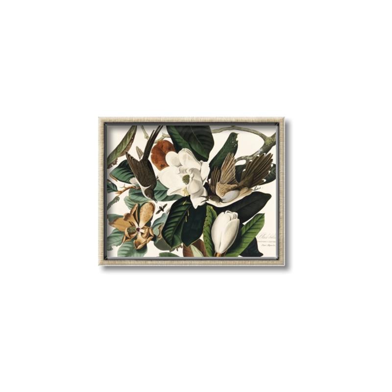 Picture of Black Billed Cuckoo Bird _GroupedProduct_Rectangle_Landscape_Canvas_Framed_