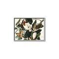 Picture of Black Billed Cuckoo Bird _GroupedProduct_Rectangle_Landscape_Canvas_Framed_