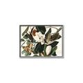 Picture of Black Billed Cuckoo Bird _GroupedProduct_Rectangle_Landscape_Canvas_Framed_