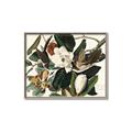 Picture of Black Billed Cuckoo Bird _GroupedProduct_Rectangle_Landscape_Canvas_Framed_