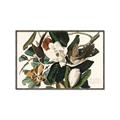 Picture of Black Billed Cuckoo Bird _GroupedProduct_Rectangle_Landscape_Canvas_Framed_