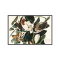 Picture of Black Billed Cuckoo Bird _GroupedProduct_Rectangle_Landscape_Canvas_Framed_