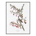 Picture of Vintage Tree Sparrow _GroupedProduct_Rectangle_Portrait_Canvas_Framed_