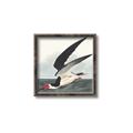 Picture of Black Skimmer From Birds of America (1827) _GroupedProduct_Square_Canvas_Framed_